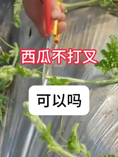 ҪϴҪ #ũҵݪֲ # #ݪֲ #ũ #ũƹ