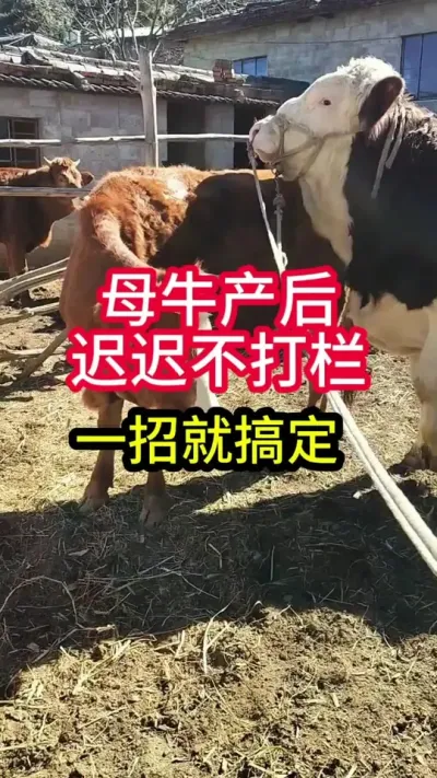 ĸţ����ٳٲ�������һ�о͸㶨#ĸţ #����ĸţ #������������ĸţ #��ũ