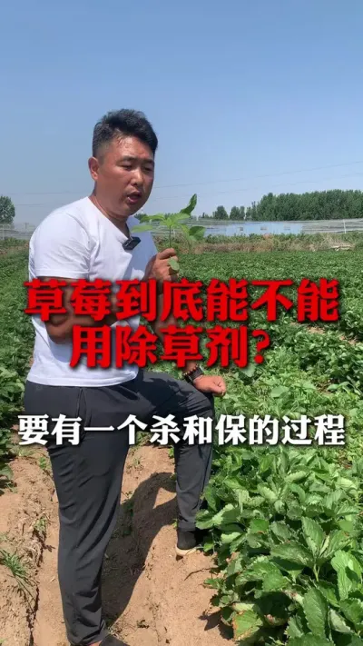 ��ݮ�����ܲ����ó��ݼ���#��ݮ���� #��ݮݪֲ #��ݮݪֲ���� #����ũҵ֪ʶ��ũ���������� #��ũ������