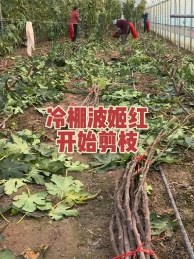 �������޻�����������ɽ���ҿ�����������֦��?#�����޻���ݪֲרҵ������ #�޻�������֦�� #�޻�������