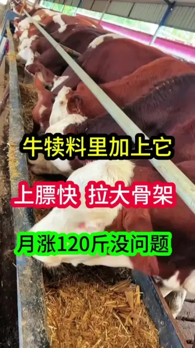 ţ�����������������Ǽ��ϱ�������ǰٽﲻ����#����ţ #ţ����ֳ #��ţ #��ţ��