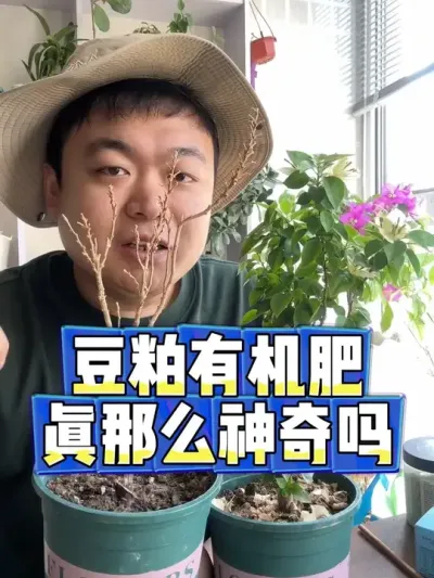 豆粕有机肥让马上干枯的三角梅复花啦。 #养花 #养花小知识 #花卉 #花卉绿植 #盆栽