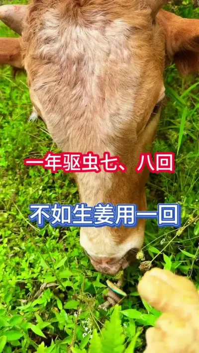 һ������7��8�ز���������һ��#��ţ #��ţ���� #��ţ��