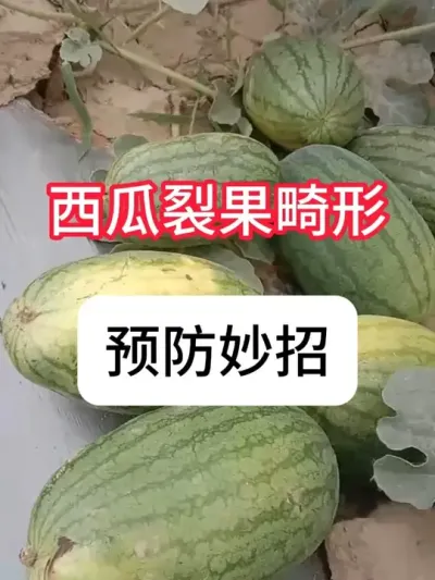 ݪֲѹԤ Ԥѹι#ũ֧ũ #ũݪֲ #ݪֲ #ѹ #