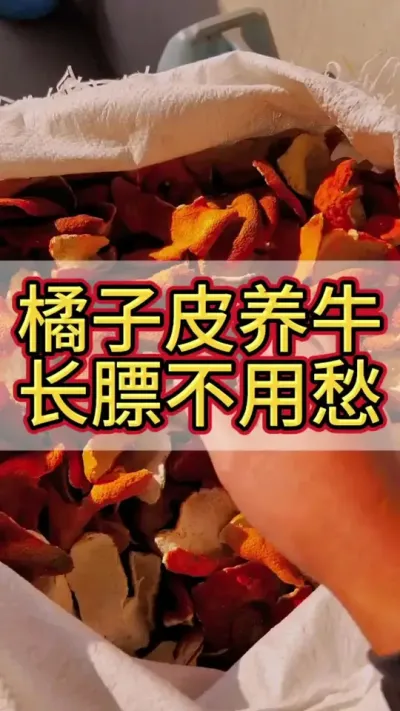 橘子皮养牛，长膘不用愁#农村养牛 #养牛技术 #育肥牛 #养牛人 #三农
