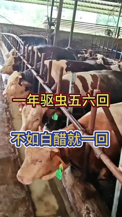 һ������������������״׾�һ��#��ţ�� #��ţ���� #��ţ #��ֳ