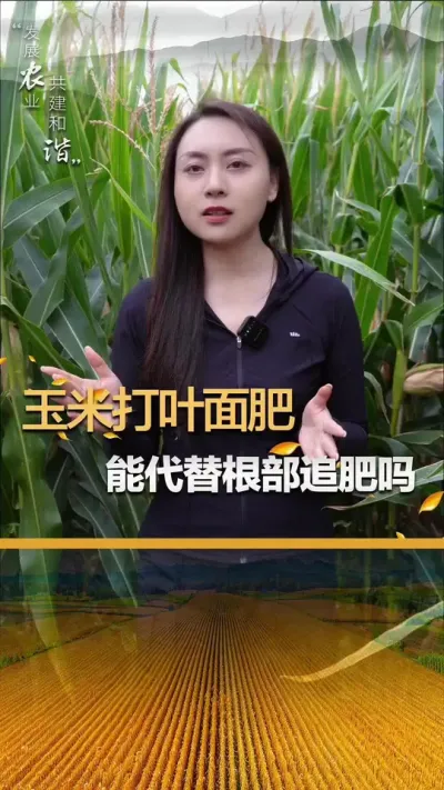 ���״�Ҷ�����ȡ������׷������#��ũ #����ݪֲ #����ݪֲ���� #�������� #������ũ��