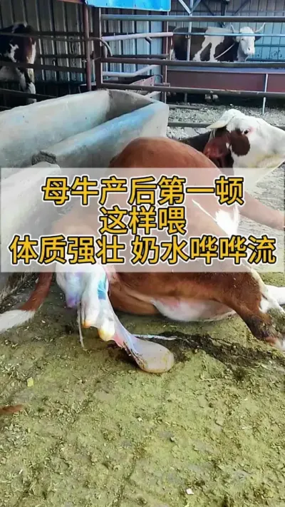 母牛产后第一顿，这样喂，体质强壮奶水哗哗流#养牛 #母牛 #繁殖母牛 #养牛人 #三农