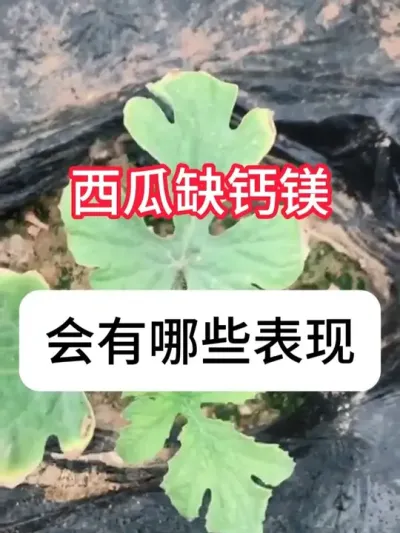 ����ȱ����ô���������ȱ����ҩ #����ݪֲ #ȱ�� #ũ���ƹ� #��ũ #������ũ