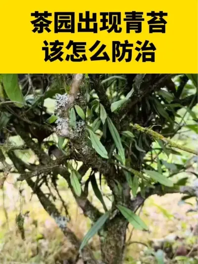 ��԰������̦����ô����#���� #����ݪֲ #����ݪֲ���������