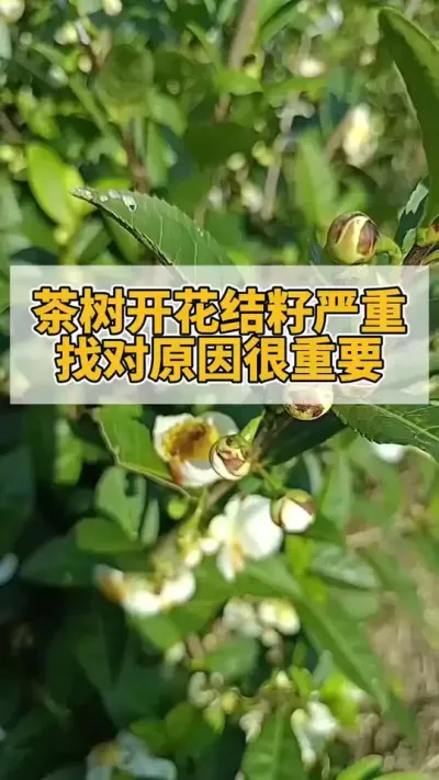 �����Ż����������Ҷ�Ե��ԭ�ɺ���Ҫ#���� #����ݪֲ