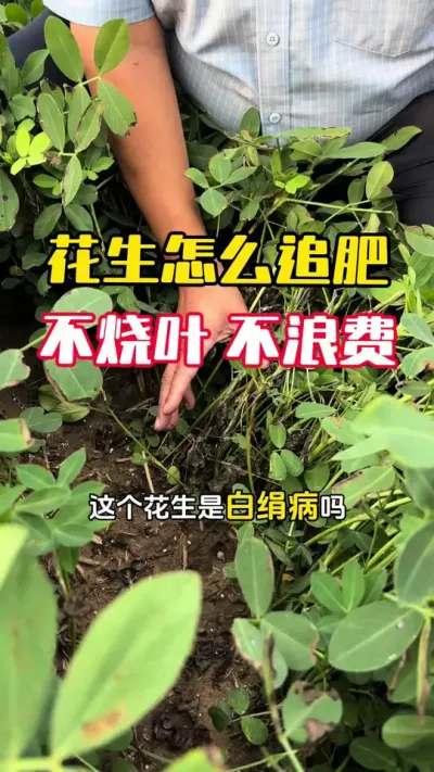 ������ô׷��ʲôʱ��׷�ʲŲ���Ҷ#����ݪֲ #����ݪֲ�������� #С��߲� #С����� #ë��������߲�����