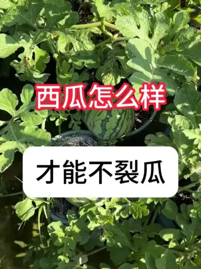 ����ݪֲ���������ϲ��ѹ�Ҫ�� #����ݪֲ #ũ���ƹ� #�������� #��ũ #������ũ