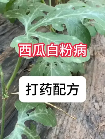 西瓜白粉病用什么药？西瓜病害防治 #西瓜 #病虫害防治 #抖音助农 #农业知识 #农业技术推广