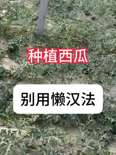 Ϲϲҩ # #溦 #ũҵݪֲ #ũƹ #ݪֲ