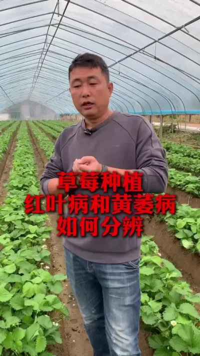 Ҷͻή#ݮݪֲ #ݮ #ݮݪֲ #ũҵ֪ʶũ #ũ