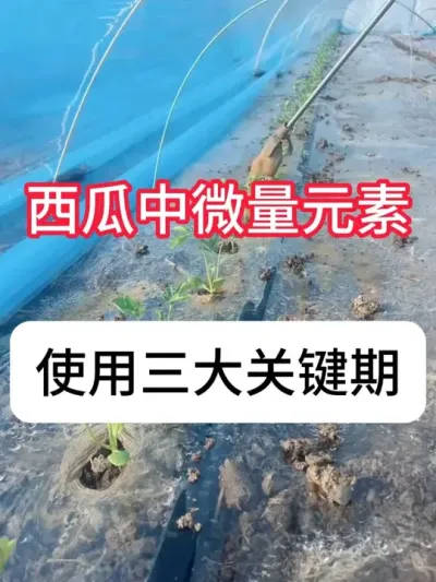 西瓜什么时候施肥？西瓜施肥节点 #农业种植 #西瓜#农业技术推广#抖音助农 #西瓜管理