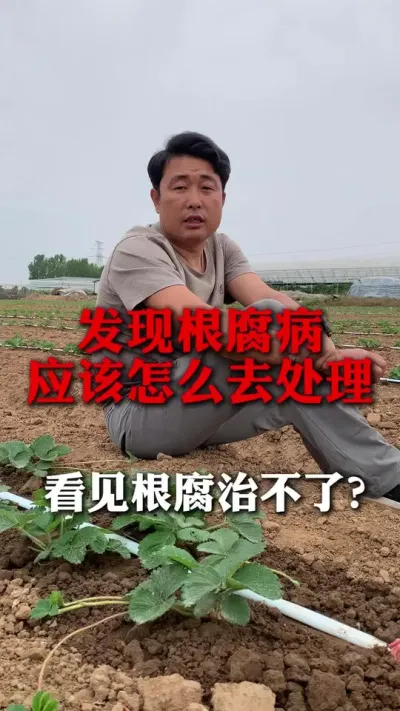 发现根腐应该怎么去处理#草莓种植管理技术和方法 #分享农业知识帮农民增产增收 #草莓种植 #草莓种植技术 #草莓育苗