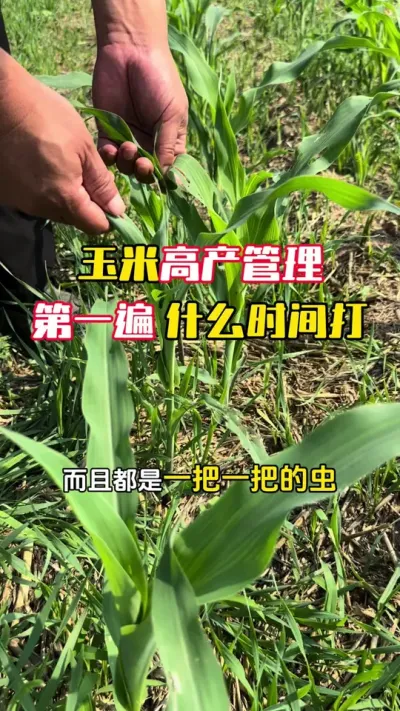 ���׸߲������ĵ�һ��Ӧ����ʲôʱ���#����ݪֲ #���׹��� #���׸߲� #���׸߲�ݪֲ���� #ë��������߲�����