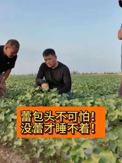 �ٰ�ͷ������! #��ũ������2025#��¼�ҵ�ũ������ #ݪֲС���� #֧����ũ������ũ���� #��ũݪֲ