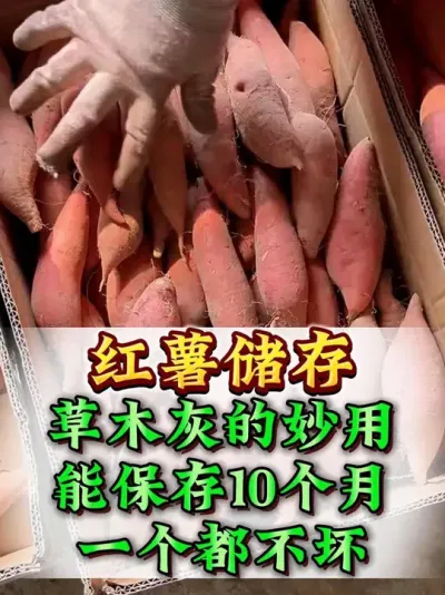 ϲľһ # #ݪֲ # # #Ҫ