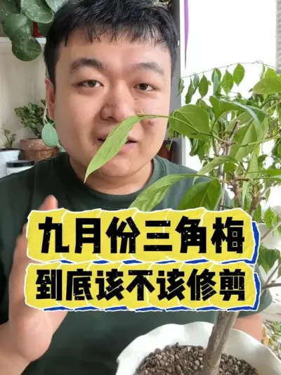 ���·ݵ�����÷������Ӧ��Ӧ���޼��߻��� #����С֪ʶ #���� #���� #������ֲ #����