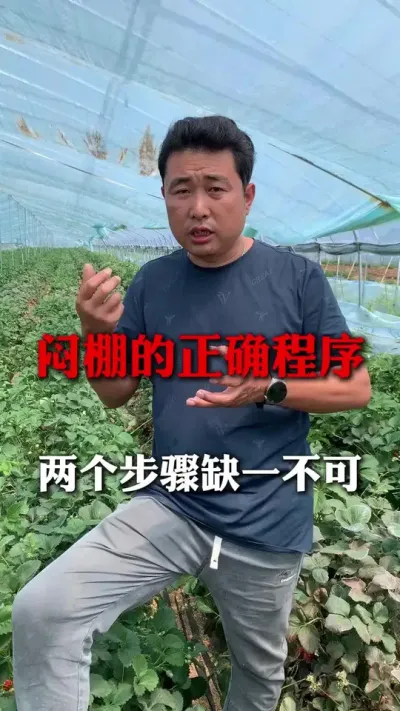 闷棚的两个重要步骤缺一不可#分享农业知识帮农民增产增收 #草莓种植管理技术和方法 #种植小技巧 #草莓种植 #新农人计划