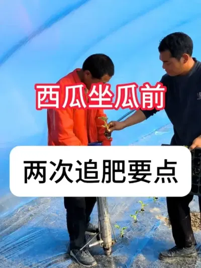 西瓜栽后什么时候打药施肥？ #西瓜 #三农 #农业知识 #抖音助农