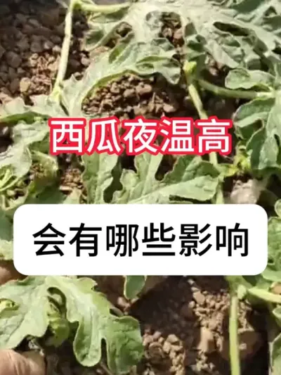 ҹ¸ϲʱڶЩӰ죿 ҹ¸Ӱ#ũ #ũ # #ݪֲ #