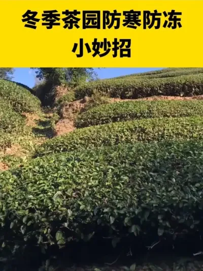 ������԰��������С����#����