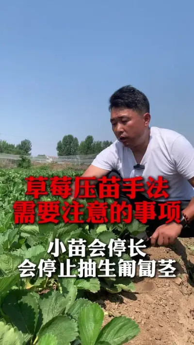 ��ݮѹ���ַ�ע������#��ݮ���� #��ݮݪֲ #��ݮݪֲ���� #����ũҵ֪ʶ��ũ���������� #��ũ������