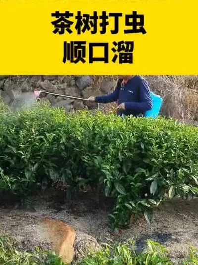 �������˳����#����ݪֲ #���� #����ݪֲ���������