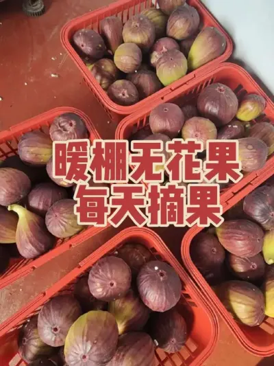 暖棚无花果每天摘果 #耿记无花果种植专业合作社 #波姬红无花果 #无花果树苗