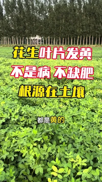 ����ҶƬ�������Ȳ���ȱˮ��Ҳ����ȱ����ȪԴ������#����ݪֲ#����ݪֲ�������� #�����߲� #�������� #ë��������߲�����