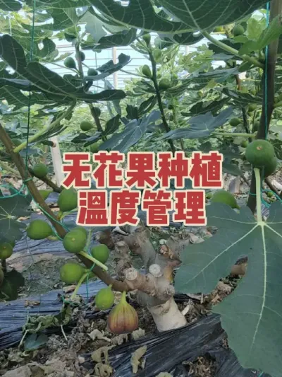 对于暖棚种植无花果，温度管理是一项非常重要的工作，低于七八度有可能落果，超过42度那一段时间会坐不住果，总的开始无花果还是比较喜欢高温的 #耿记无花果种植专业合作社 #无花果树苗