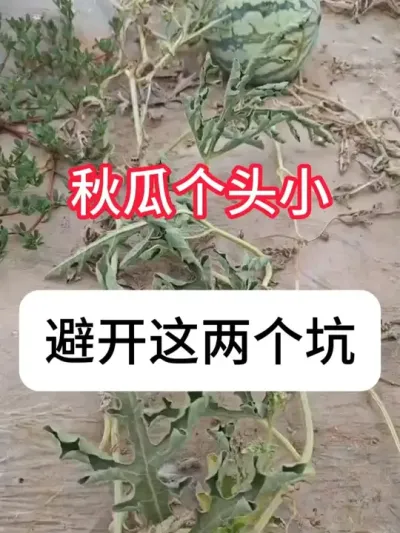 ��ϸ�ͷС��������ô��������Ϲ���Ҫ�� #����ݪֲ #��ũ #���� #ũ���ƹ� #ũҵݪֲ