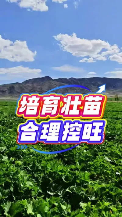 ��׳������������ǿ#�����