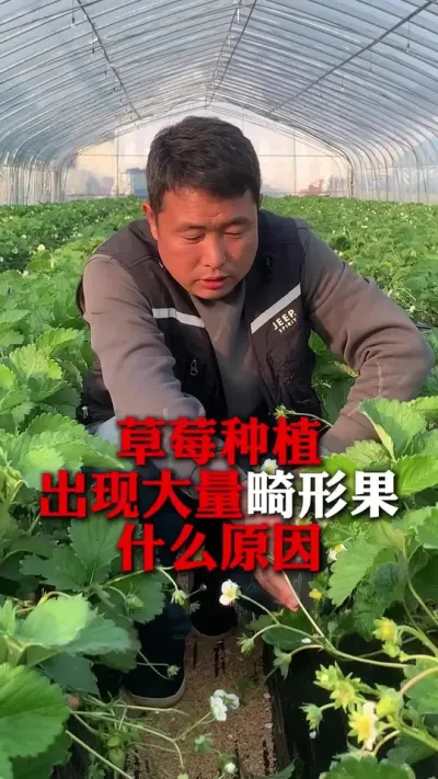 ݮڻιʲôԵԭ#ݮݪֲ #ݮ #ݮݪֲ #ũҵ֪ʶũ #ũ