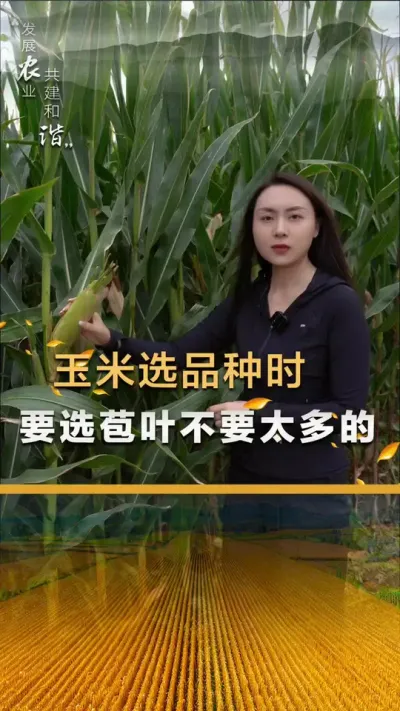 ����ѡƷ��ʱ��Ҫѡ��Ҷ��Ҫ̫���#��ũ #����ݪֲ #����ݪֲ���� #�������� #������ũ��