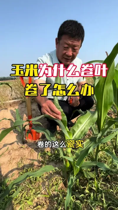 ����Ϊʲô���Ҷ���ţβ����������ô��#����ݪֲ #���׹��� #���׸߲�ݪֲ���� #���׸߲� #ë��������߲�����