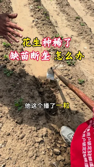 花生种稀了，出苗不齐，缺苗断垄怎么办#花生种植 #花生高产全程模式化管理 #花生高产 #花生播种 #毛国富大田高产管理