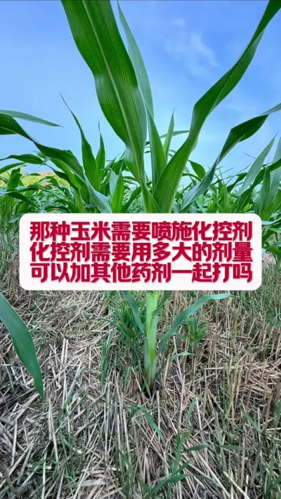 ���׻���ʲôʱ���磬�缸�࣬�ܼ�����ҩ������ #ũҵݪֲ #��ũ֪ʶ���� #��ע��ũ������ũ#�׽���³��ũ�˵���ֱ������