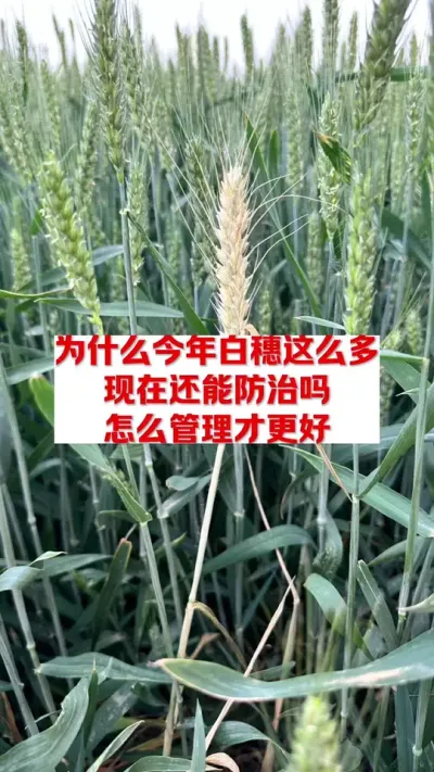 小麦白穗，怎么回事？ #高产抗病小麦品种 #分享农业小知识 #农业小知识分享 #农技知识分享 #每天分享农业知识