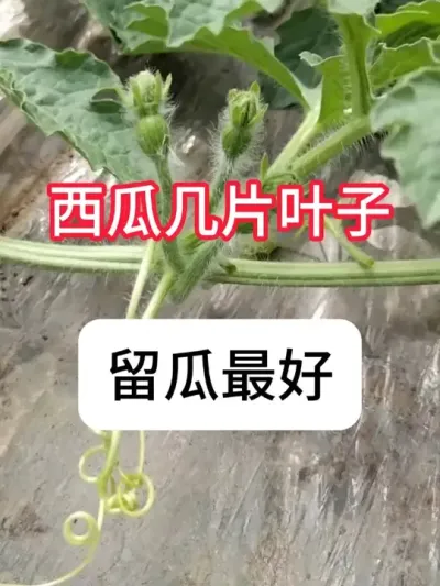 ������ô������ã������������Ҫ�� #����ݪֲ #�������� #��ũ #ũ���ƹ�