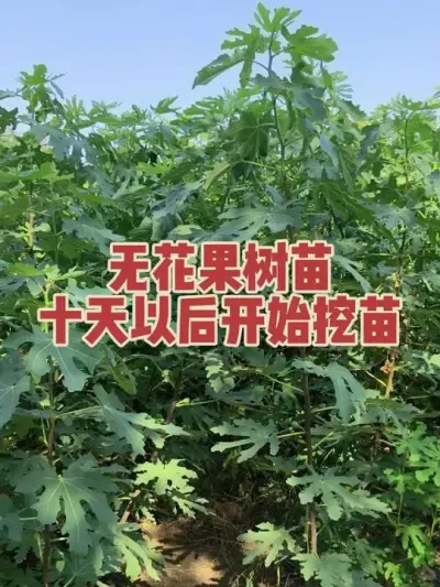 Ʒ���в�����Ͱ��������н��������һ��ʮ���������ָ��##�����޻���ݪֲרҵ������ #�޻�������