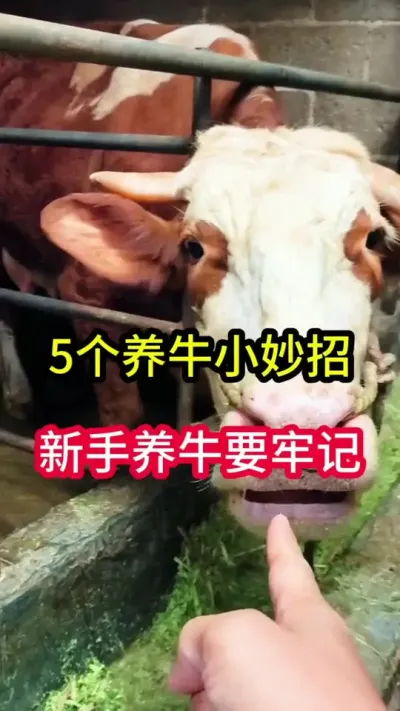 5����ţС������������ţҪ�м�#��ţ #��ţ�� #ũ����ţ