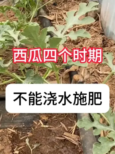 西瓜管理关键的四个时期 #农业种植 #西瓜种植 #抖音助农 #助力三农 #种植小技巧