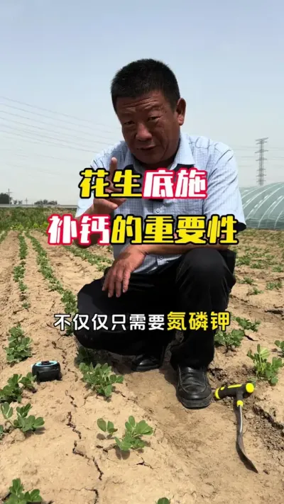 花生的黑果烂果果腐病是什么原因造成的#花生种植 #花生高产 #花生高产管理 #毛国富大田高产管理