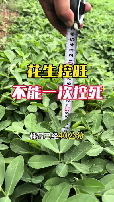 ��������������Ҫһ�ο���#����ݪֲ #����ݪֲ�������� #�������� #�����߲� #ë��������߲�����