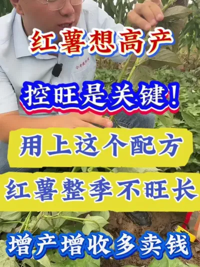 ������߲�������Ҫ��#����ݪֲ  #�����߲�ݪֲ  #�����߲�  #����ݪֲ֪ʶ